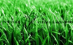 5 Star land opportunity @ 200 sq wah - Land - Pattaya East - East Pattaya